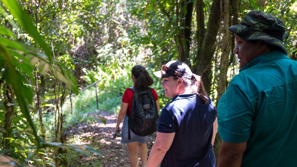 Australian rainforests no longer a carbon sink: study